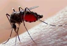 Dengue cae 92% en Jalisco, pero Salud mantiene vigilancia por ocho muertes sospechosas Dengue cae 92% en Jalisco, pero Salud mantiene vigilancia por ocho muertes sospechosas