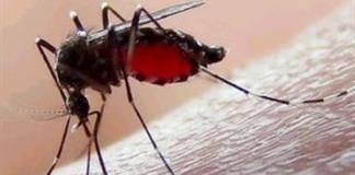 Dengue cae 92% en Jalisco, pero Salud mantiene vigilancia por ocho muertes sospechosas Dengue cae 92% en Jalisco, pero Salud mantiene vigilancia por ocho muertes sospechosas
