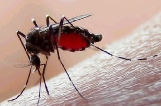 Dengue cae 92% en Jalisco, pero Salud mantiene vigilancia por ocho muertes sospechosas Dengue cae 92% en Jalisco, pero Salud mantiene vigilancia por ocho muertes sospechosas