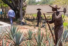 Museo Tequila Lab celebrará el 20 aniversario del Paisaje Agavero como patrimonio mundial
