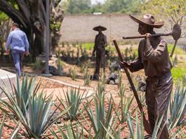 Museo Tequila Lab celebrará el 20 aniversario del Paisaje Agavero como patrimonio mundial Museo Tequila Lab celebrará el 20 aniversario del Paisaje Agavero como patrimonio mundial