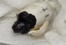 Tres nacimientos en el Zoológico Guadalajara dan esperanza a la tortuga más amenazada del planeta