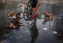 Más de 100 millones de europeos, sofocados por una mortífera ola de calor