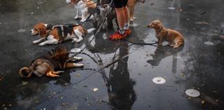 M&aacute;s de 100 millones de europeos, sofocados por una mort&iacute;fera ola de calor