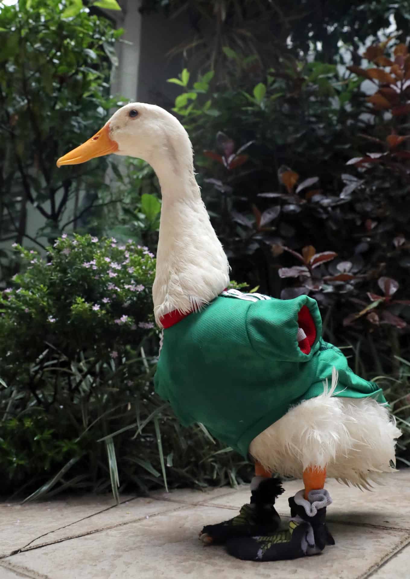 Otorgan el registro de la marca Pato Merlín a su propietaria en México