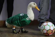 Otorgan el registro de la marca Pato Merlín a su propietaria en México