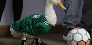Otorgan el registro de la marca Pato Merl&iacute;n a su propietaria en M&eacute;xico
