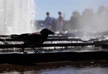 Alemania supera de nuevo su récord histórico de altas temperaturas, con 41,5 grados