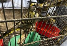 Un 60 % de las acciones rápidas contra especies invasoras funciona, pero la amenaza sigue
