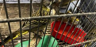 Un 60 % de las acciones r&aacute;pidas contra especies invasoras funciona, pero la amenaza sigue