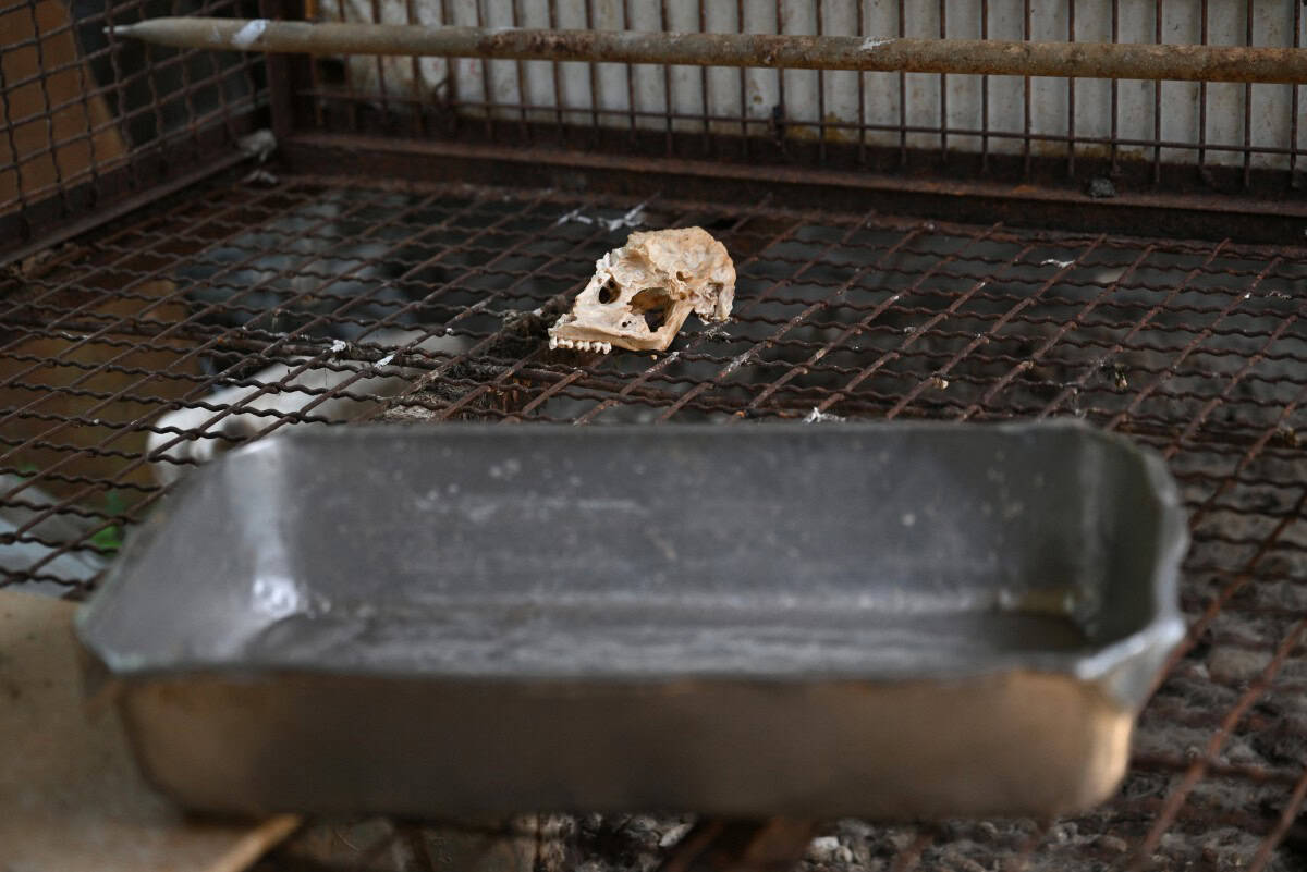 Desaparecen los perros antes de la prohibición de carne canina en Corea del Sur Desaparecen los perros antes de la prohibición de carne canina en Corea del Sur
