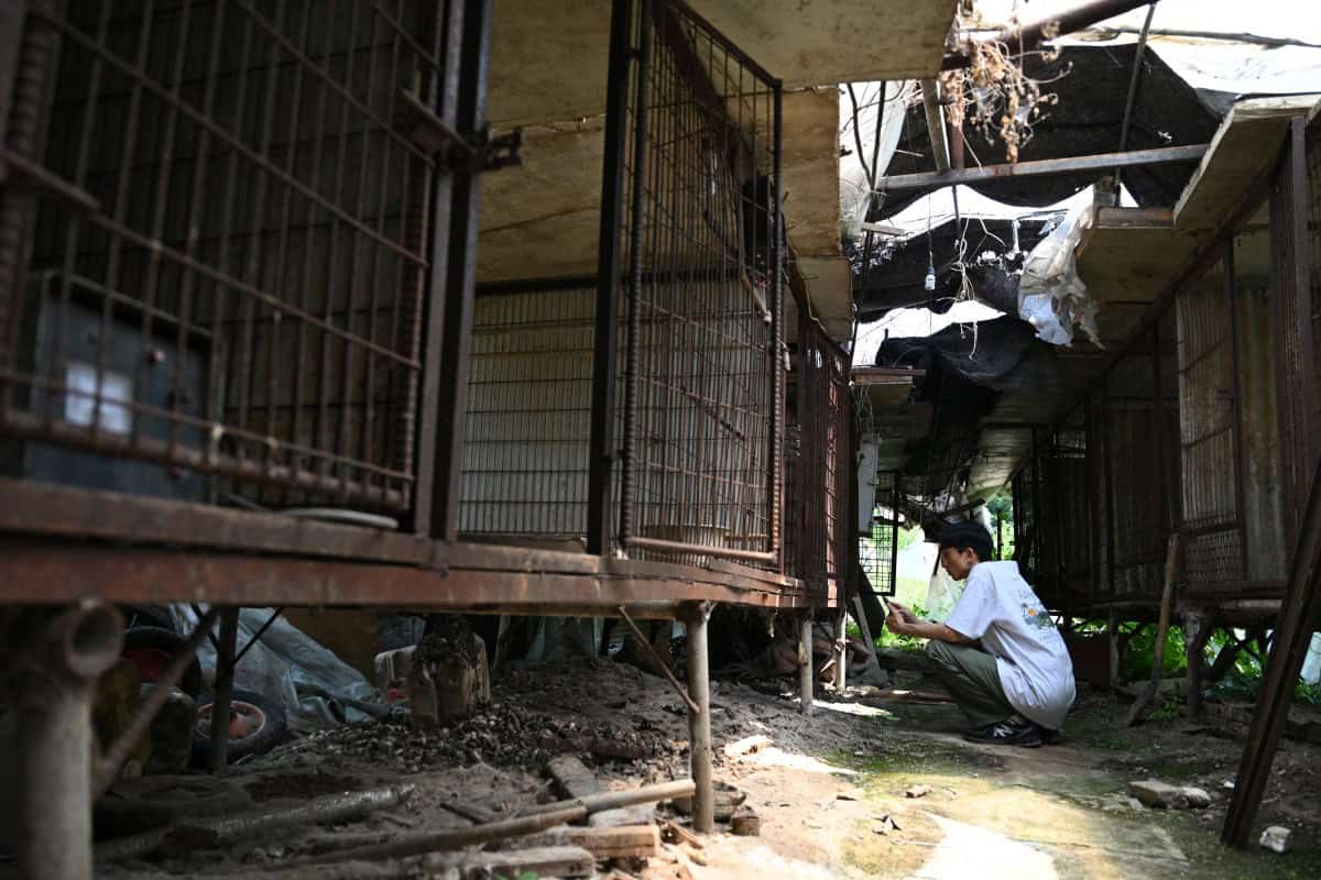 Desaparecen los perros antes de la prohibición de carne canina en Corea del Sur Desaparecen los perros antes de la prohibición de carne canina en Corea del Sur
