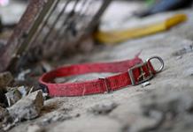 Desaparecen los perros antes de la prohibición de carne canina en Corea del Sur Desaparecen los perros antes de la prohibición de carne canina en Corea del Sur