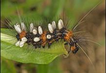 En la Tierra podr&iacute;a haber hasta tres veces m&aacute;s especies de insectos