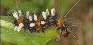 En la Tierra podr&iacute;a haber hasta tres veces m&aacute;s especies de insectos