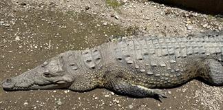 Experto concluye que urbanizaci&oacute;n empuja cocodrilos hacia las playas