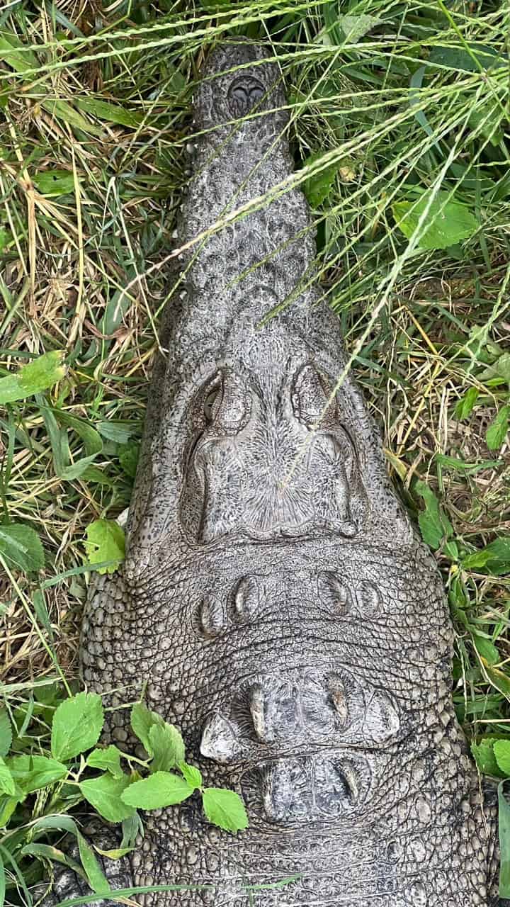 Experto concluye que urbanización empuja cocodrilos hacia las playas