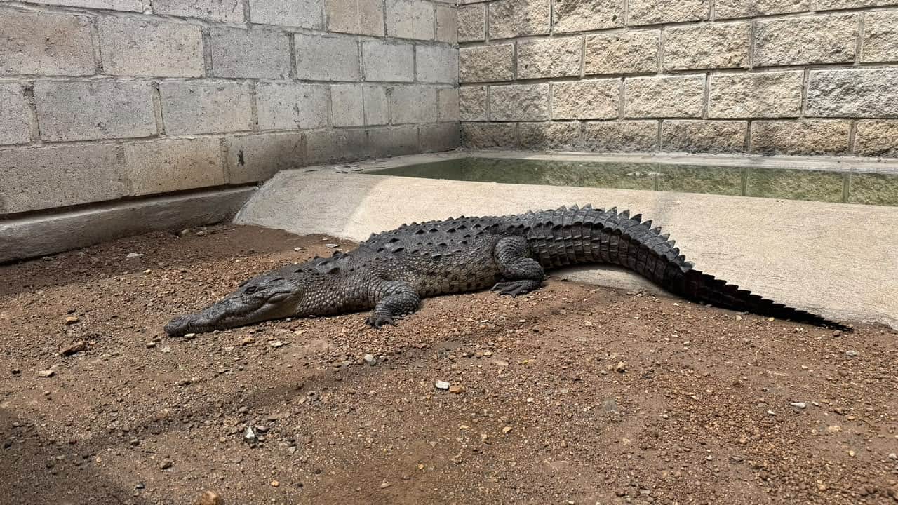 Experto concluye que urbanización empuja cocodrilos hacia las playas