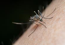 El virus del Nilo Occidental adelanta su temporada en EEUU con un récord de 48 casos