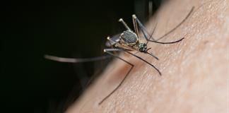 El virus del Nilo Occidental adelanta su temporada en EEUU con un r&eacute;cord de 48 casos