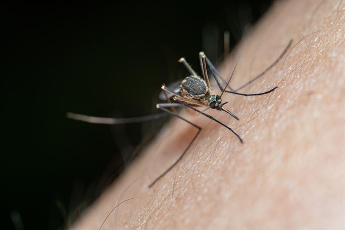 El virus del Nilo Occidental adelanta su temporada en EEUU con un récord de 48 casos El virus del Nilo Occidental adelanta su temporada en EEUU con un récord de 48 casos