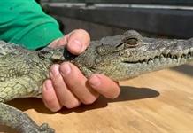La fauna silvestre no es mascota; piden dejar de secuestrar crías La fauna silvestre no es mascota; piden dejar de secuestrar crías