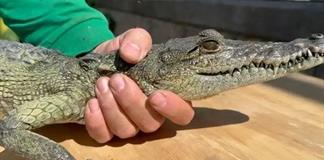 La fauna silvestre no es mascota; piden dejar de secuestrar crías La fauna silvestre no es mascota; piden dejar de secuestrar crías