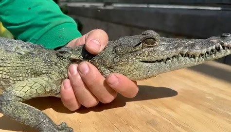 La fauna silvestre no es mascota; piden dejar de secuestrar crías La fauna silvestre no es mascota; piden dejar de secuestrar crías