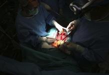 Nace en Argentina el primer cerdo clonado para trasplantes de Latinoamérica