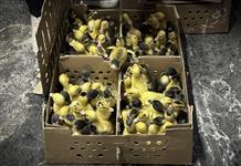El pato Merlín, la moda del Mundial que preocupa a los animalistas en México