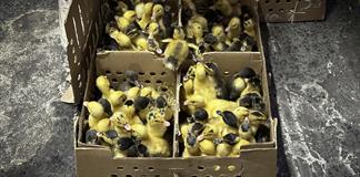 El pato Merl&iacute;n, la moda del Mundial que preocupa a los animalistas en M&eacute;xico