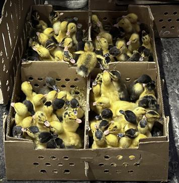 El pato Merl&iacute;n, la moda del Mundial que preocupa a los animalistas en M&eacute;xico