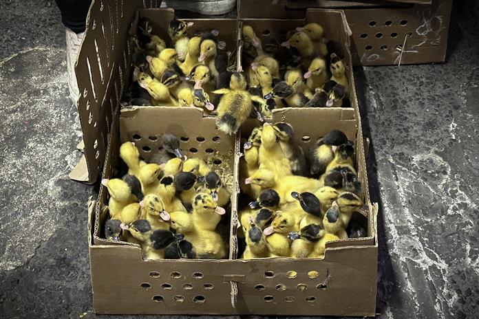 El pato Merlín, la moda del Mundial que preocupa a los animalistas en México El pato Merlín, la moda del Mundial que preocupa a los animalistas en México