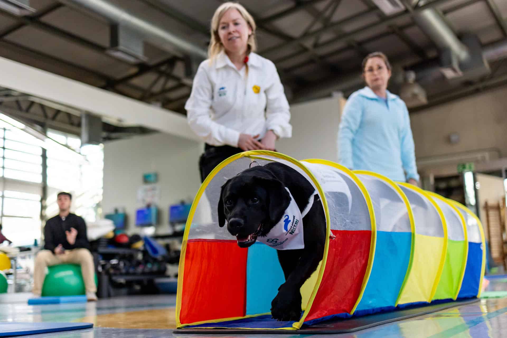 Los perros doctores que ayudan a controlar el dolor crónico en pionera terapia Los perros doctores que ayudan a controlar el dolor crónico en pionera terapia