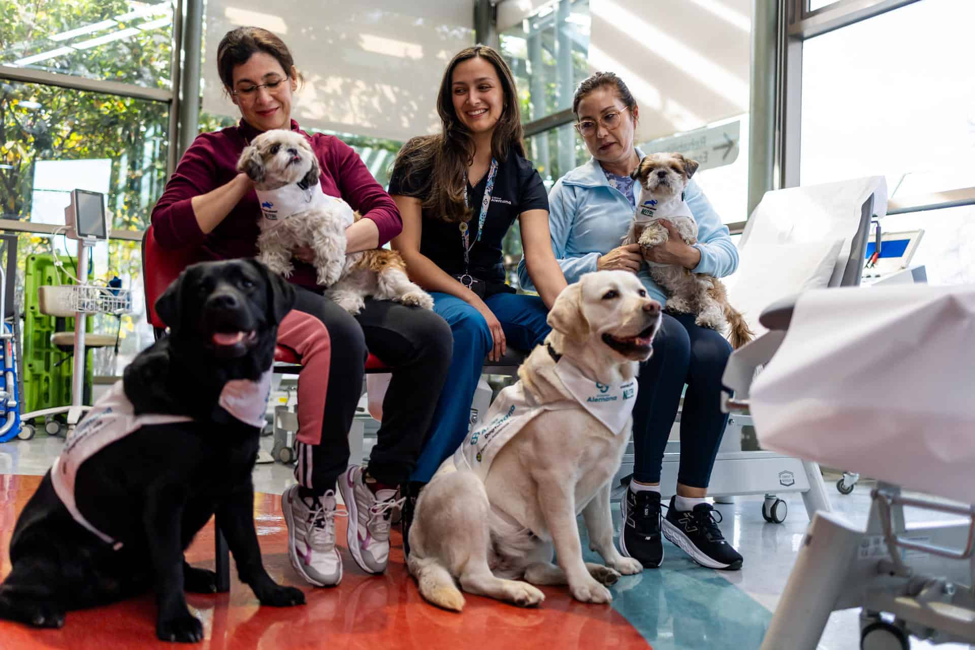 Los perros doctores que ayudan a controlar el dolor crónico en pionera terapia Los perros doctores que ayudan a controlar el dolor crónico en pionera terapia