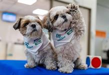 Los perros doctores que ayudan a controlar el dolor crónico en pionera terapia Los perros doctores que ayudan a controlar el dolor crónico en pionera terapia