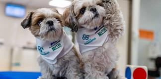 Los perros doctores que ayudan a controlar el dolor crónico en pionera terapia Los perros doctores que ayudan a controlar el dolor crónico en pionera terapia