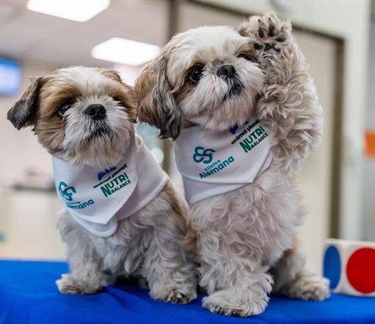 Los perros doctores que ayudan a controlar el dolor cr&oacute;nico en pionera terapia