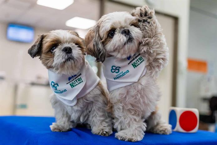 Los perros doctores que ayudan a controlar el dolor crónico en pionera terapia Los perros doctores que ayudan a controlar el dolor crónico en pionera terapia