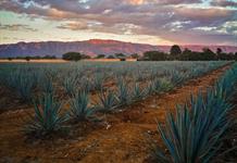 Difusión y protección ambiental, los retos del Patrimonio Mundial del Paisaje Agavero Difusión y protección ambiental, los retos del Patrimonio Mundial del Paisaje Agavero