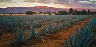 Difusi&oacute;n y protecci&oacute;n ambiental, los retos del Patrimonio Mundial del Paisaje Agavero