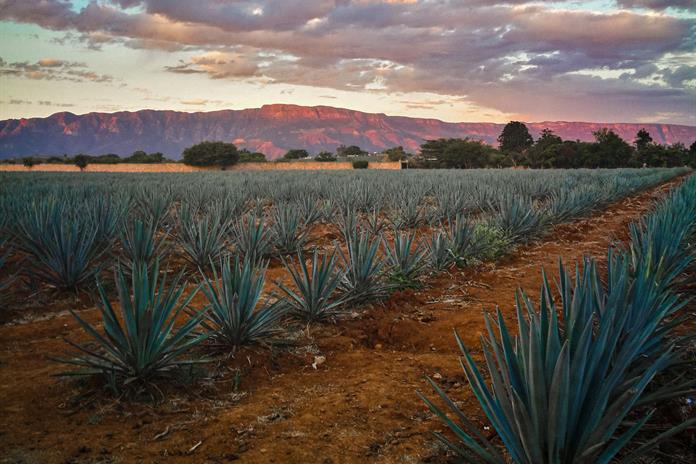 Difusión y protección ambiental, los retos del Patrimonio Mundial del Paisaje Agavero Difusión y protección ambiental, los retos del Patrimonio Mundial del Paisaje Agavero