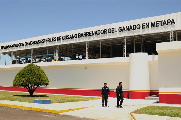 Secretaría de Agricultura inaugura planta de moscas estériles en Chiapas Secretaría de Agricultura inaugura planta de moscas estériles en Chiapas