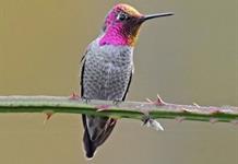 Investigadores del CuCostaSur documentan por primera vez al colibrí cabeza roja en Jalisco. Investigadores del CuCostaSur documentan por primera vez al colibrí cabeza roja en Jalisco.