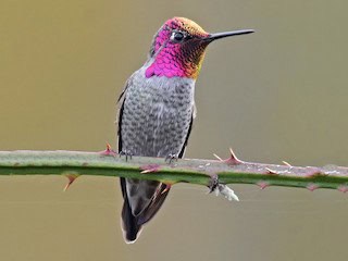 Investigadores del CuCostaSur documentan por primera vez al colibr&iacute; cabeza roja en Jalisco.