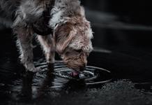 Ni a humanos ni a mascotas: el agua de la llave en Guadalajara no puede beberse