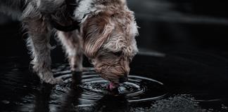 Ni a humanos ni a mascotas: el agua de la llave en Guadalajara no puede beberse