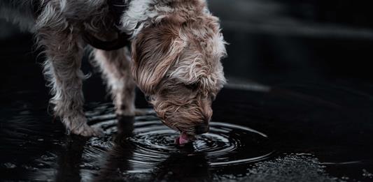 Ni a humanos ni a mascotas: el agua de la llave en Guadalajara no puede beberse