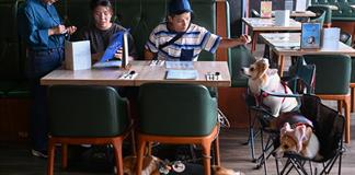 Hong Kong permite por primera vez en décadas la entrada de perros a restaurantes Hong Kong permite por primera vez en décadas la entrada de perros a restaurantes