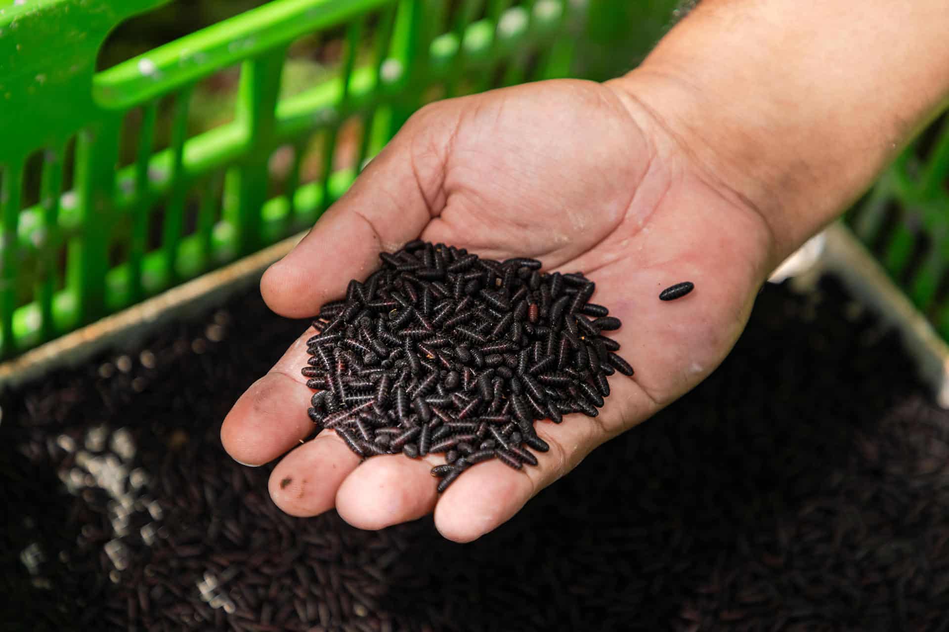 América demanda seis veces más moscas estériles para frenar al gusano barrenador de ganado